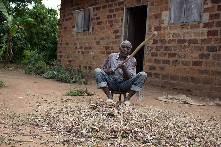 Vincent's grandfather Daudi at work, hitting dry beans to get the seeds out for packing.